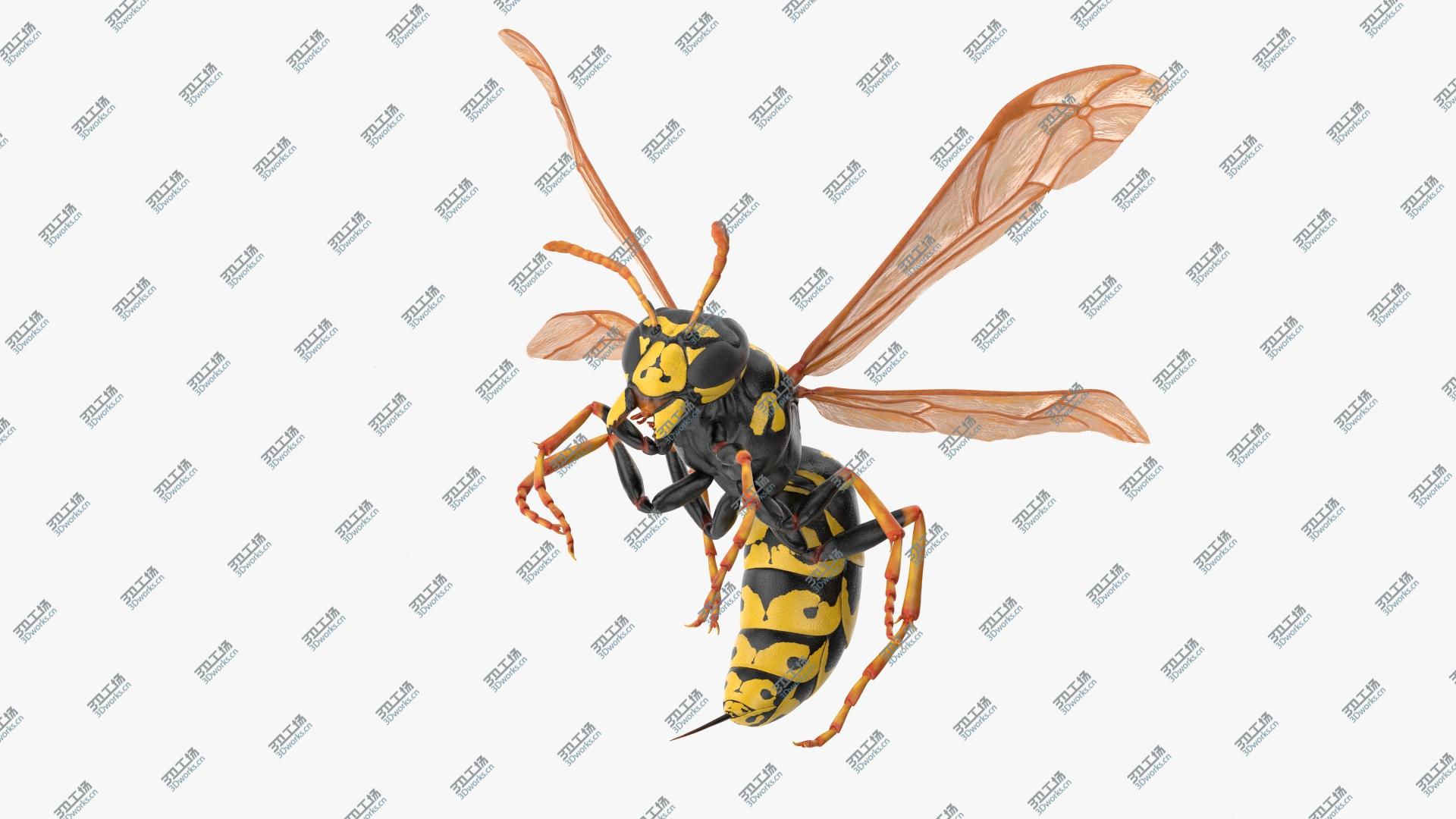 images/goods_img/202104093/Wasp Attacking Pose 3D model/2.jpg